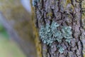 Lichen on tree bark, light texture Royalty Free Stock Photo