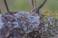 Lichen branch tree trunk surface blur Royalty Free Stock Photo