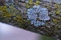 Lichen on tree bark curve horizontal texture Royalty Free Stock Photo