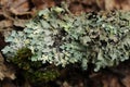 Lichen - Hypogymnia physodes Royalty Free Stock Photo