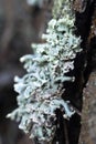 Lichen Hypogymnia physodes on a tree bark