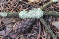 Lichen Hypogymnia physodes on a tree branch and pine cone are lying on the ground