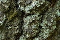 Lichen Hypogymnia physodes on tree closeup