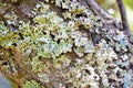 Lichen hypogymnia physodes on tree trunk. Close up