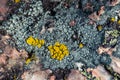 Lichen Royalty Free Stock Photo
