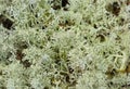 Lichen jiegel (Cladonia) Royalty Free Stock Photo