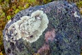 Lichen Lichenes on the big stone in the pine forest