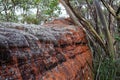 Red lichen on boulder in Australian forest Royalty Free Stock Photo