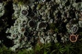lichen macro Royalty Free Stock Photo