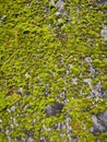 Moss Stone Wall, Lichen. Stone and moss texture. Moss texture Royalty Free Stock Photo