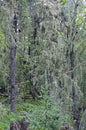 Lichen and moss