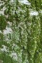 Lichen and moss on bark of silver poplar Royalty Free Stock Photo