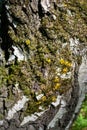 Lichen and moss on the birch tree