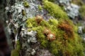 lichen and moss coexisting on a weathered stone Royalty Free Stock Photo