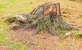 Lichen and moss on cut down tree stump in Fall Royalty Free Stock Photo