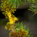 Lichen and moss growing on a larch twig