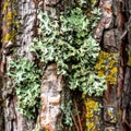 Lichen and Moss Growing on Tree Bark Featuring Green and Yellow Patches in Daylight Royalty Free Stock Photo