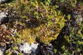 Lichen and moss Royalty Free Stock Photo