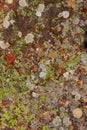 Lichen moss in limestone rock texture in Spain