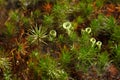 Lichen in moss