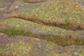 Lichen & moss on pink granite