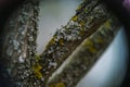 Curly and yellow lichen Royalty Free Stock Photo