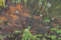 Lichen and moss on tree stump Royalty Free Stock Photo