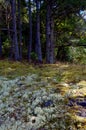 Lichen and moss under the Douglas Fir trees