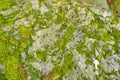 A lichen on the mountains. Rock in the moss. Royalty Free Stock Photo