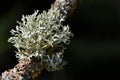 Lichen Oakmoss  Evernia prunastri  on a tree trunk. Royalty Free Stock Photo