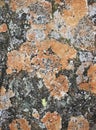 Close-up of orange lichen growing on large stone