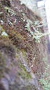 Lichen Royalty Free Stock Photo