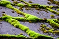 Lichen over roof of home