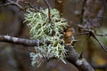 Lichen over tree Royalty Free Stock Photo