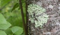 Lichen Parmelia on the bark of a tree. Grows on birch.