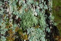 Lichen Parmelia are growing on tree trank.