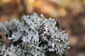 lichen Royalty Free Stock Photo