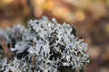 lichen