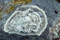 Lichen Parmeliya on stone Royalty Free Stock Photo
