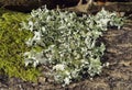 Lichen Royalty Free Stock Photo