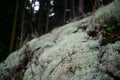 Lichen Patch in the Mossy Forest