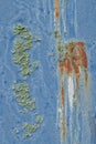 Lichen (Physcia tenella) on painted and rusted metal surface. Royalty Free Stock Photo