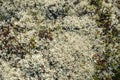 Lichen of polar region Royalty Free Stock Photo