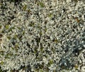 Lichen of polar region Royalty Free Stock Photo