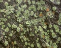 Lichen on rock Royalty Free Stock Photo