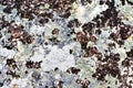 Lichen on a rock Royalty Free Stock Photo