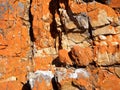 Lichen rock background
