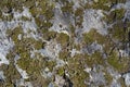 Lichen On A Rock Wall Royalty Free Stock Photo