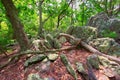 Lichen on Rocks with dappled sunlight Royalty Free Stock Photo
