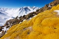 Lichen on rocks in winter mountains in Kazakhstan.